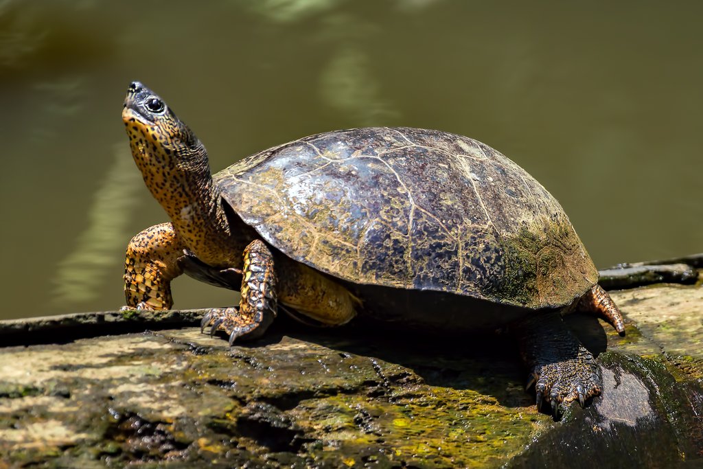 Learn all about the turtle conservation history in Tortuguero