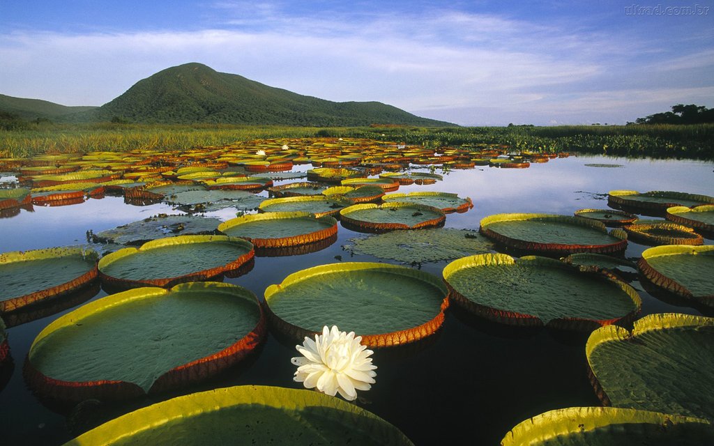 Transfer from the Amazon Jungle to Manaus