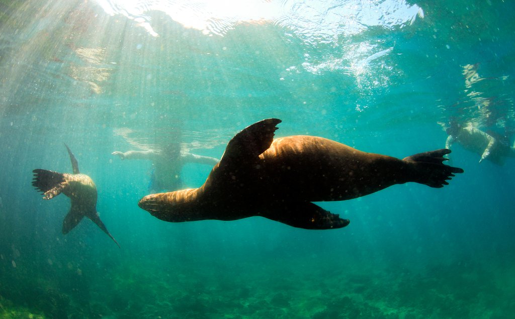 Snorkel with sea lions in Puerto Madryn