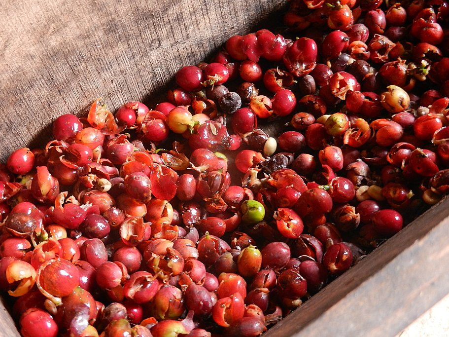 Coffee Beans