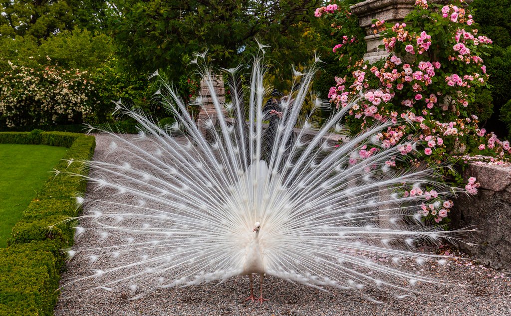 Rare white peacock in the palace gardens