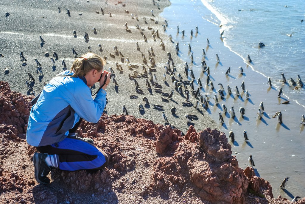 Get up close with the penguins at Punta Tombo