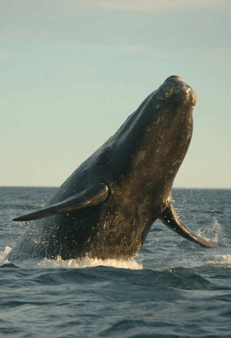 A southern right whale breaching the surface of the ocean