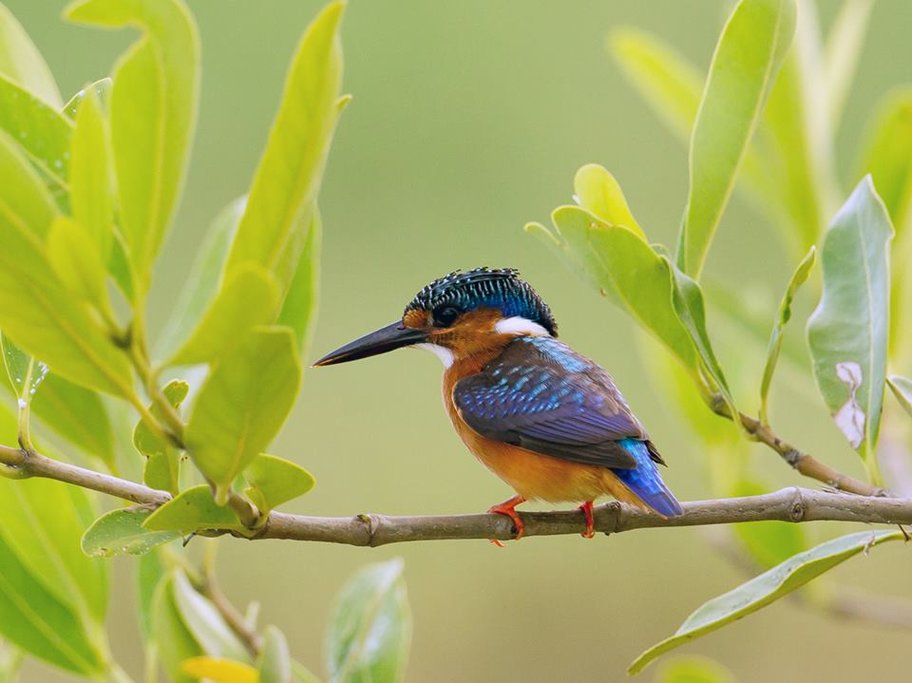 Pygmy Kingfisher