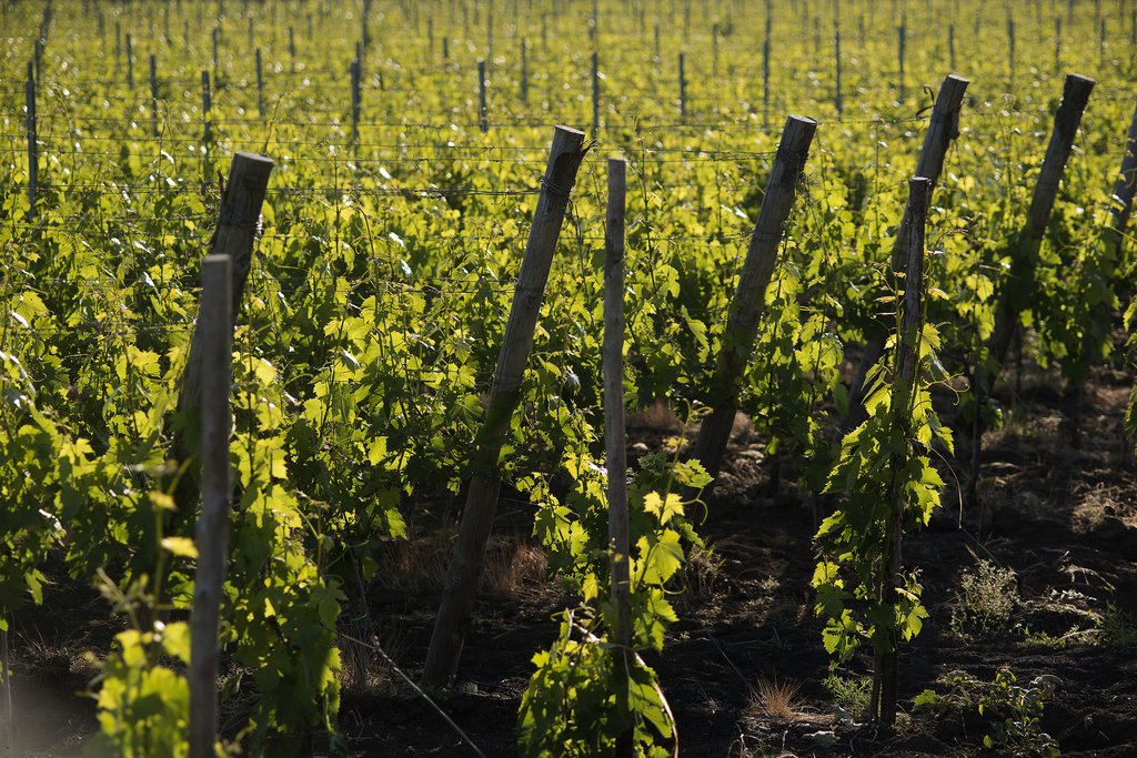Vineyard near Mount Etna