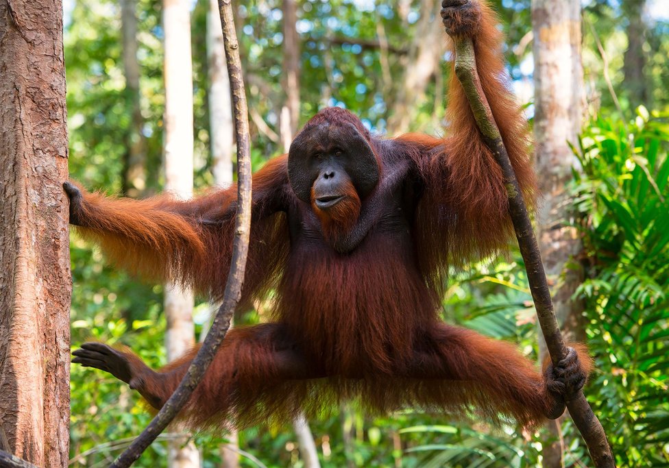 A Borneo Orangutan