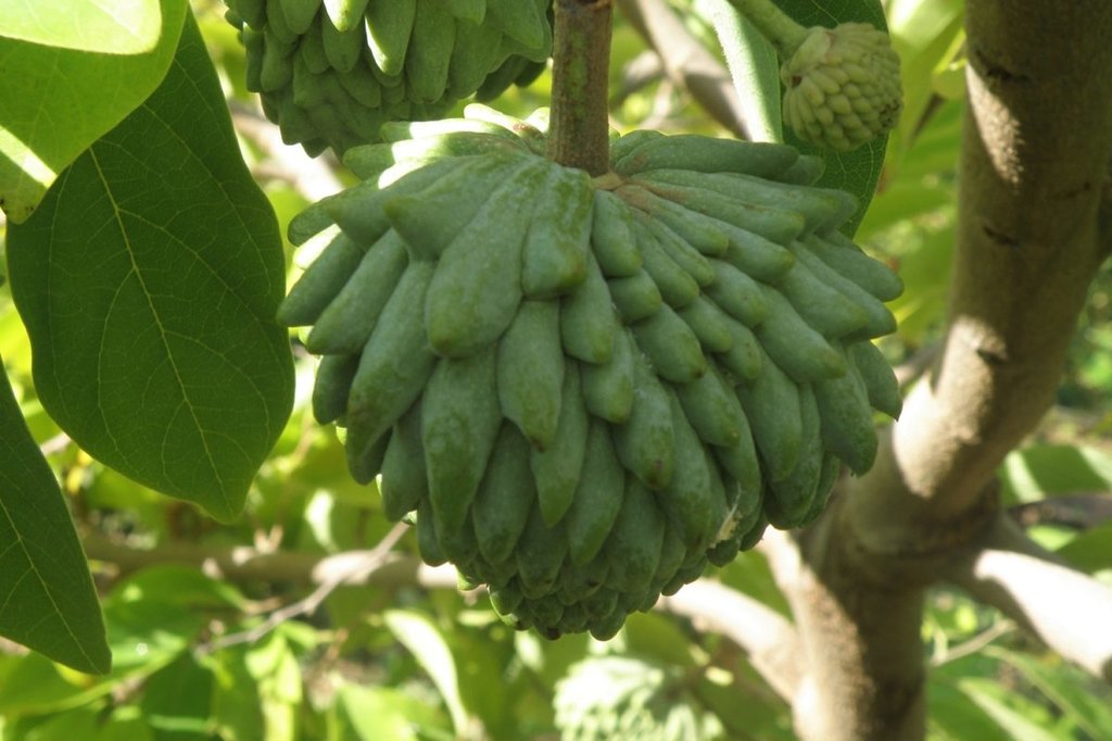Discover Interesting Plants - Photo from MAMAKITA