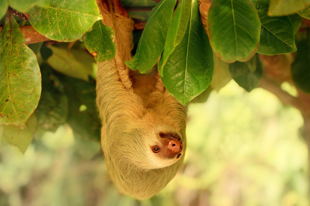 Spotting a Sloth
