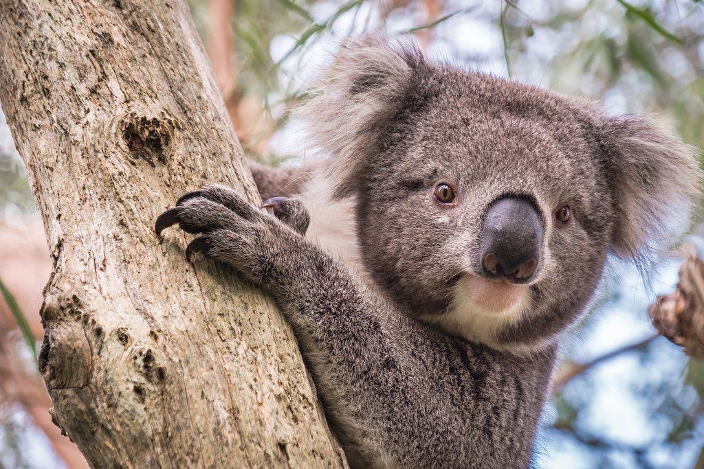 Visit Lone Pine Koala Sanctuary