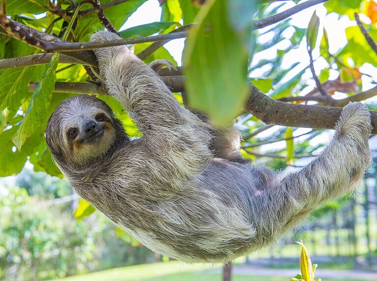 Costa Rica Wildlife Road Trip - 8 Days