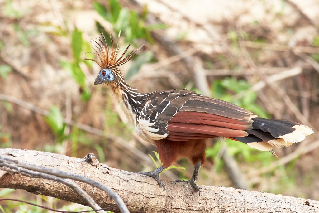 Hoatzin bird, Boliva