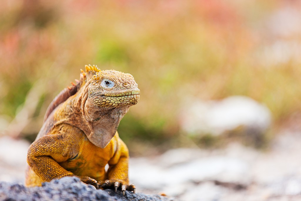 Land iguana