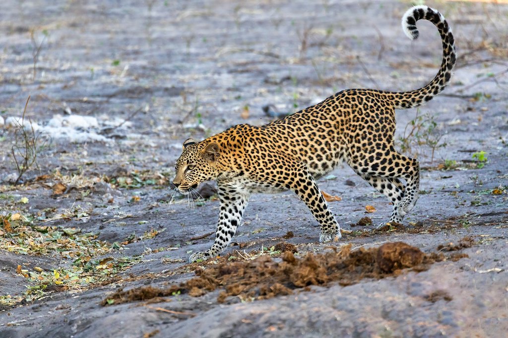 Leopard at the Chobe River