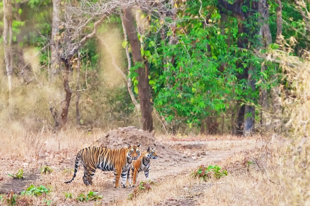 Tigers are mostly solitary, and live their lives separately from each other, except for mating and raising cubs. Even thought this cub looks grown, she still has a lot to learn from her mom, and will stay with her for several years before leaving to establish her own territory.