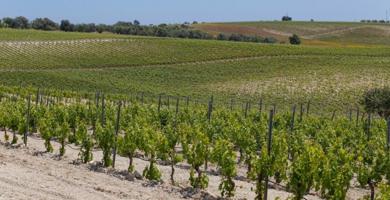 Sicily is a top international destination for wine lovers.