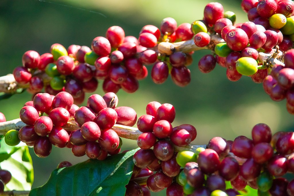 Coffee beans ready for the harvest.