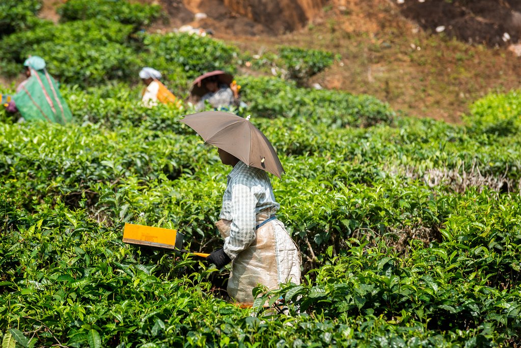 Visit the plantations near Thekkady
