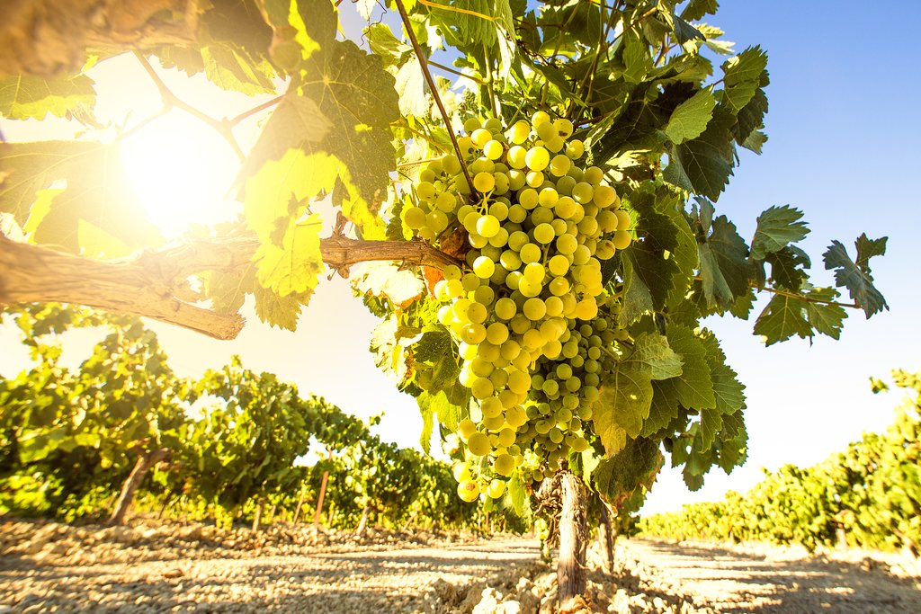 Cafayete is renowned for its torrontés grape