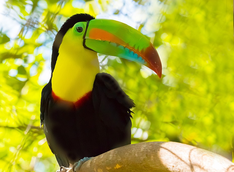 The reserve around Selva Lodge is home to toucans and other exotic birds