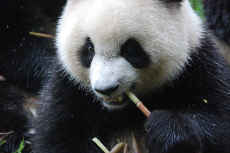 Classic China Family Trip: Beijing, Shanghai, Xi'an, & More - 15 Days