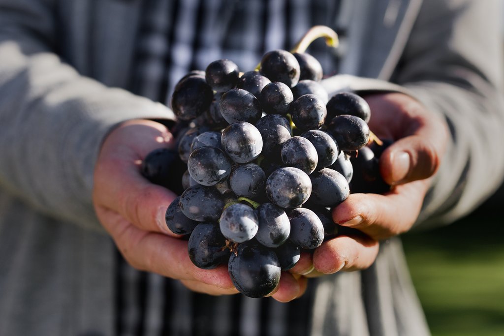 Malbec grapes right off the vine