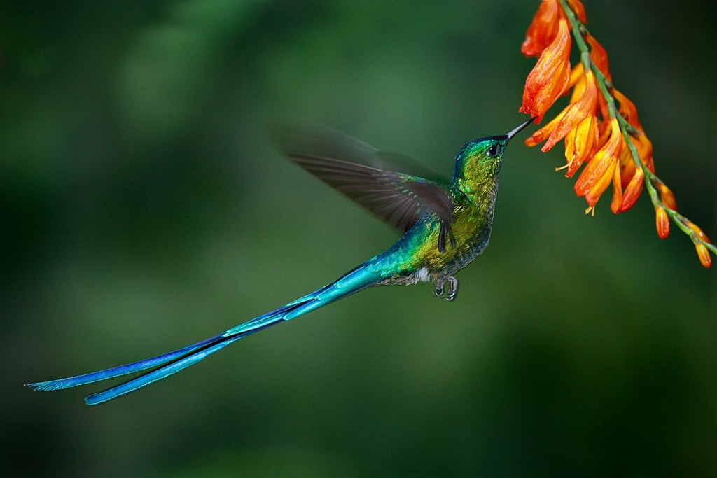 Colibri in Mindo