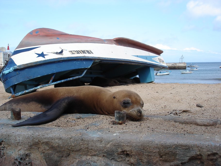 Sea lion sleeping at the San Cristobal docks