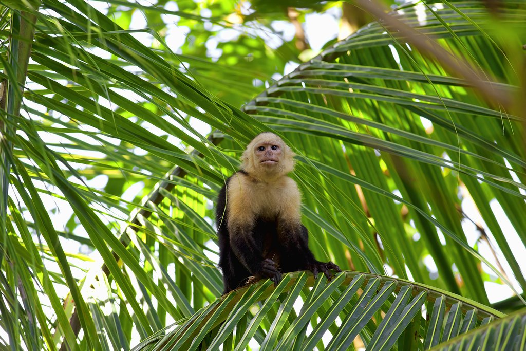 A capuchin monkey