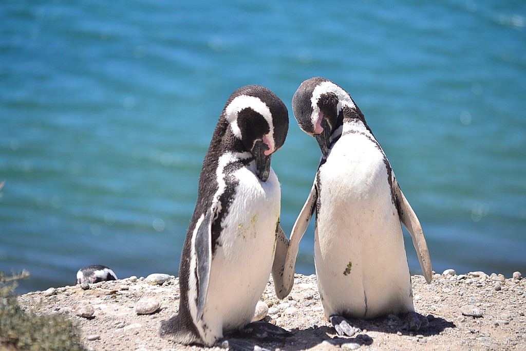Magellanic penguins sharing a moment
