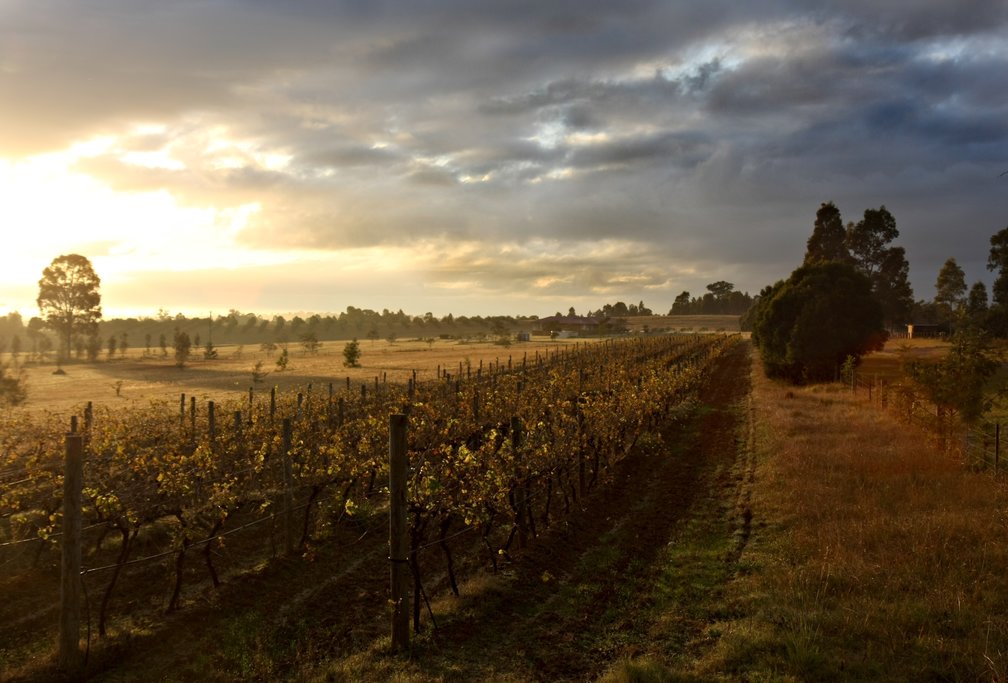 Hunter Valley at dawn