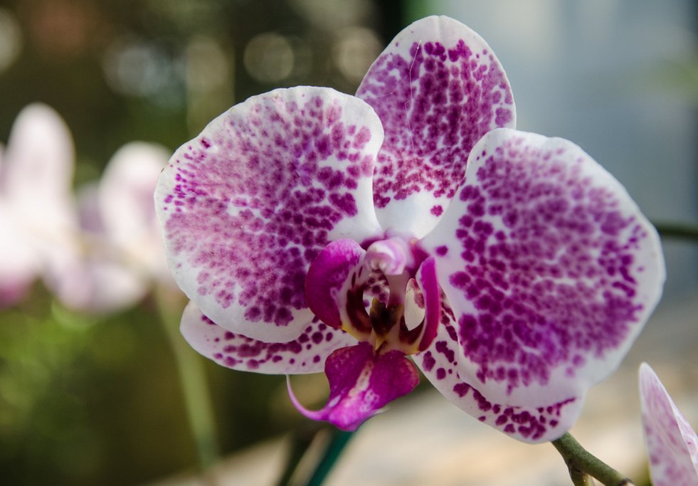 Visit the Orchid Garden at Monteverde