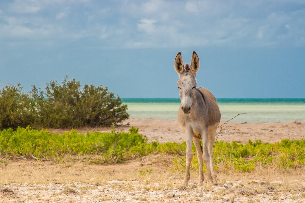 A donkey on the beach at Cabo de la Vela.