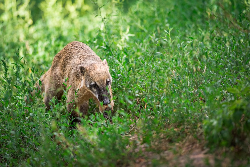 Coatis are common within the park