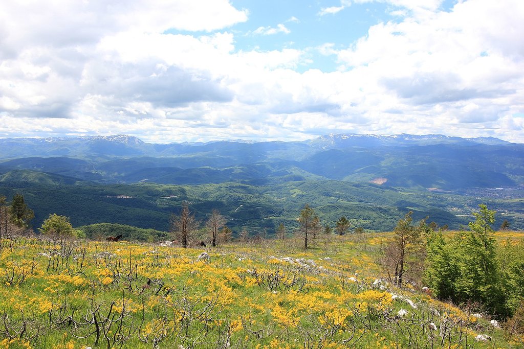 Blooming wildlife in the Bjelašnica Mountains (c) Julian Nyča