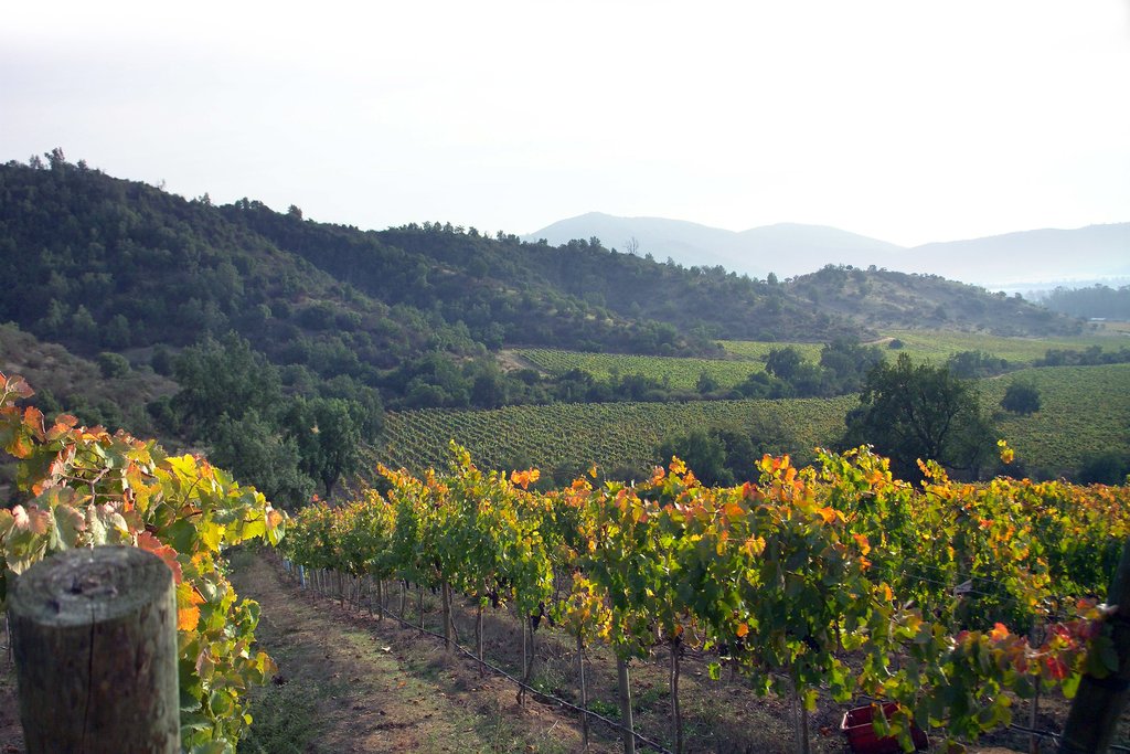 Merlot grapes in the Casablanca Valley