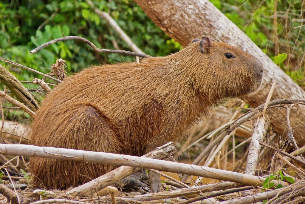 The capybara: the world's largest rodent.