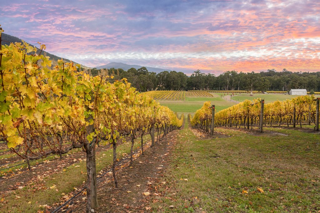 Yarra Valley Wineries