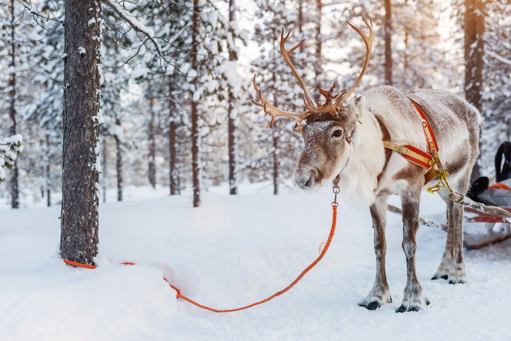 Reindeer in Lapland