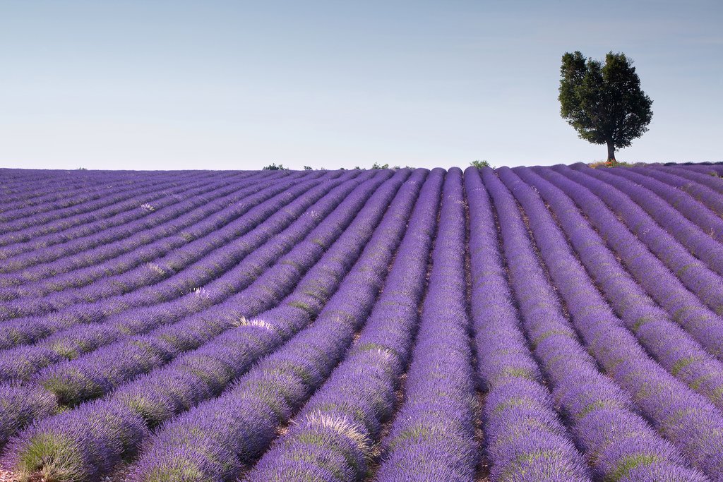 Lavender fields in Provence