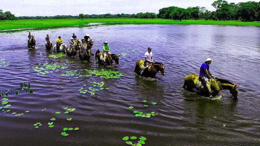 Horseback ride