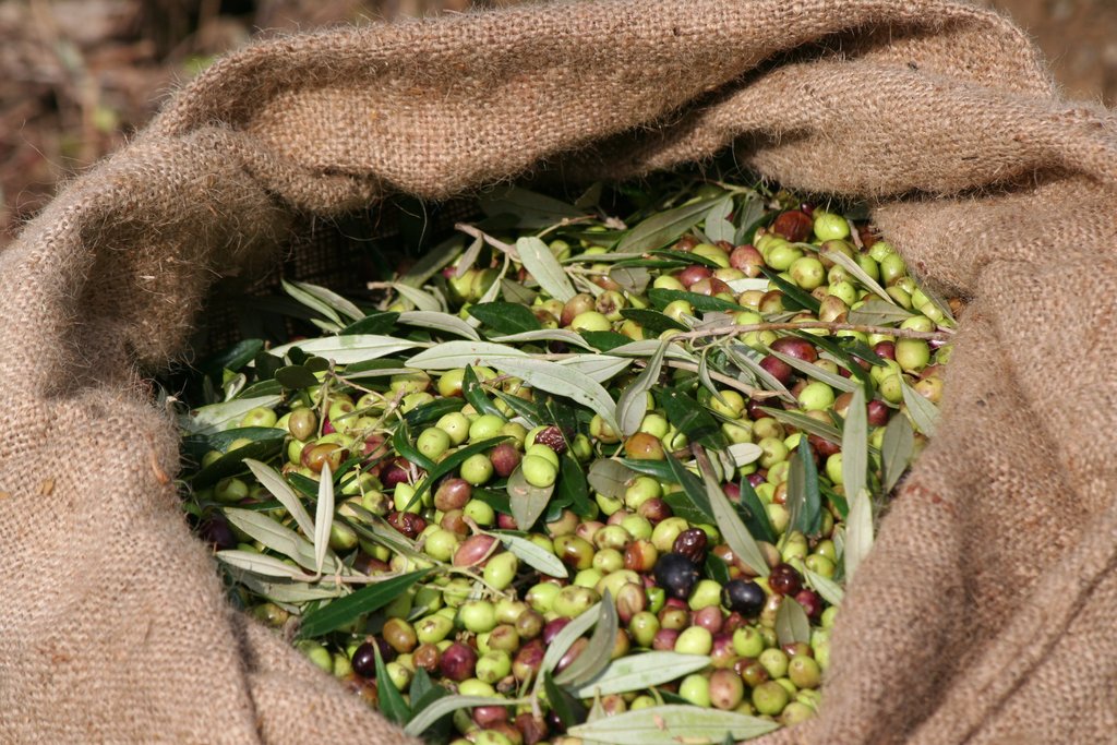 Harvesting Olives
