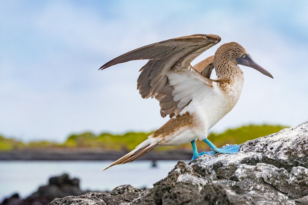 Blue-footed boobie
