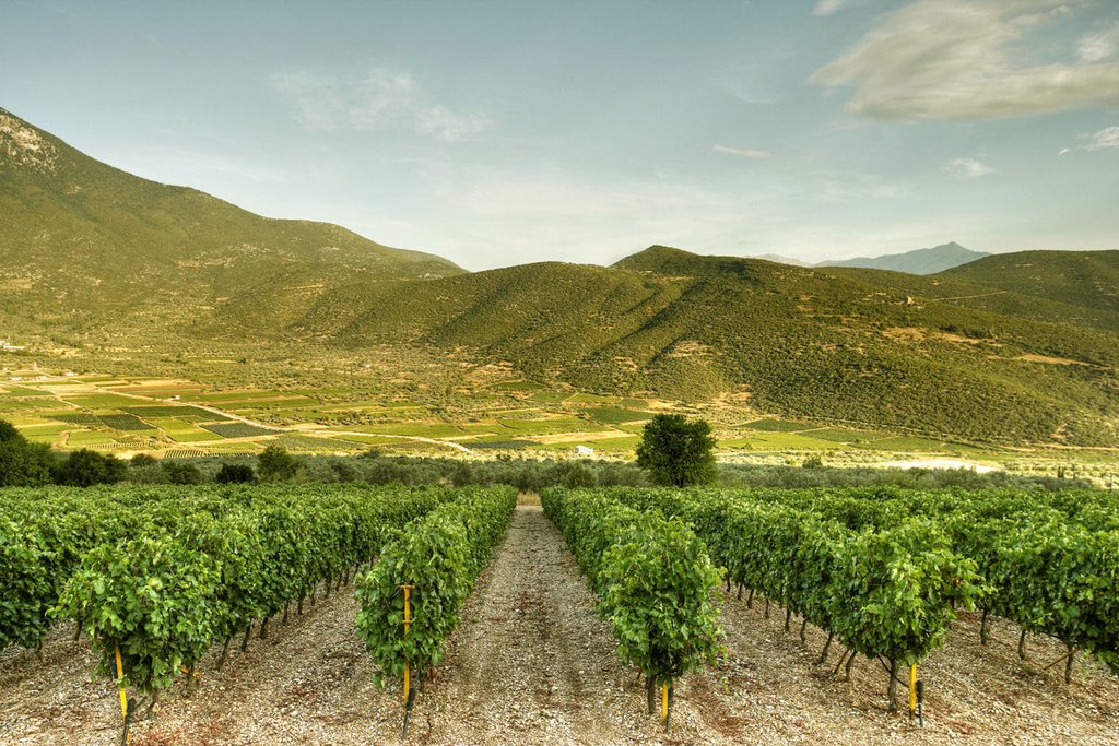 Beautiful Greek Vineyards