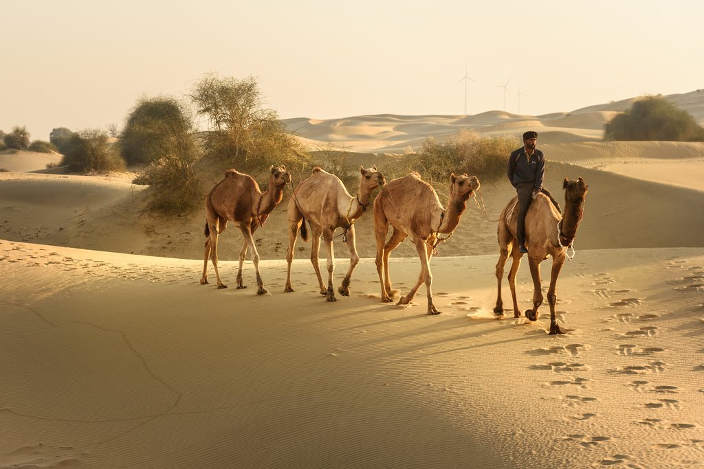 Take a sunset camel ride through the Thar Desert