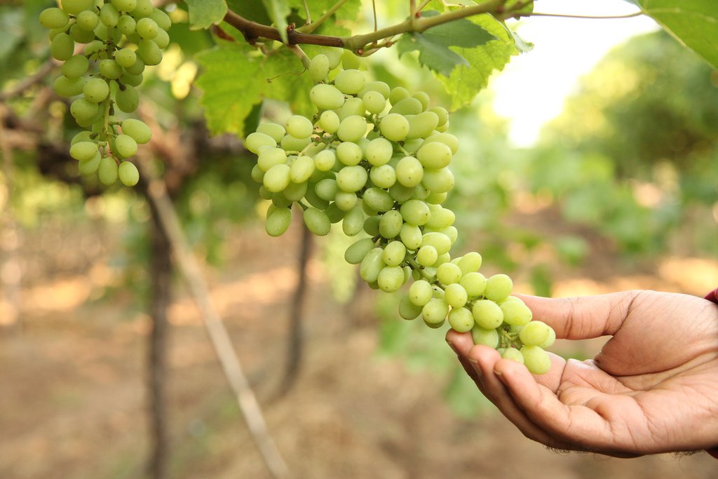 Farmer examining the grapes before the harvest