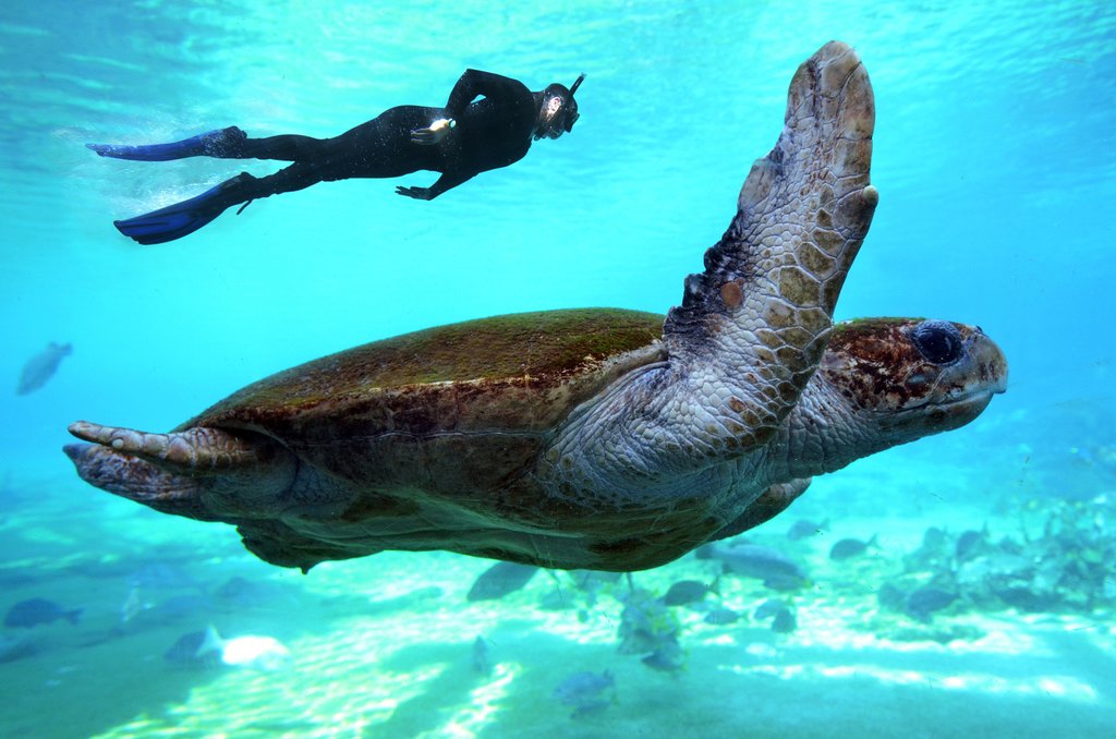Australia - Great Barrier Reef - Snorkel
