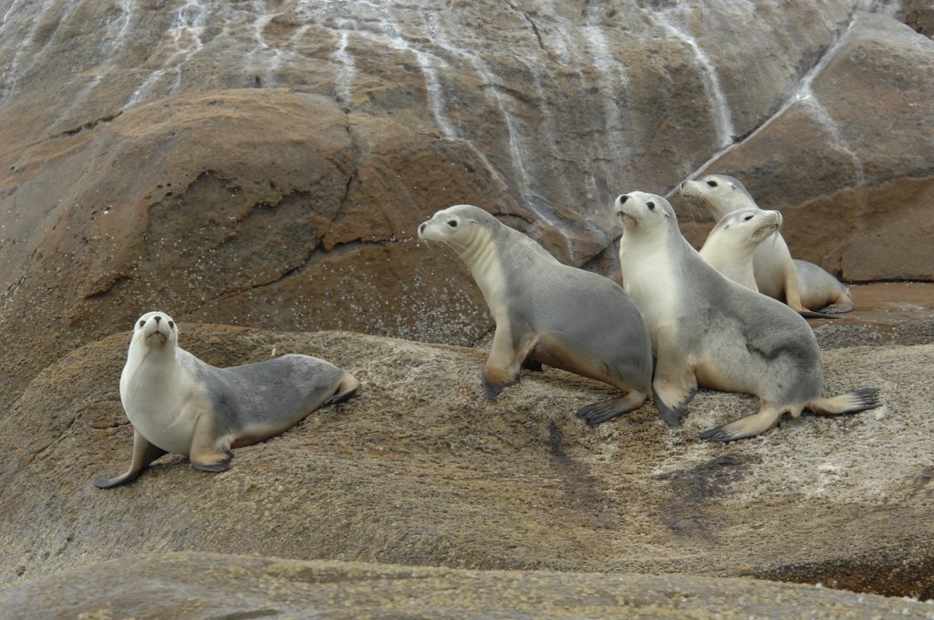 Seal Lions