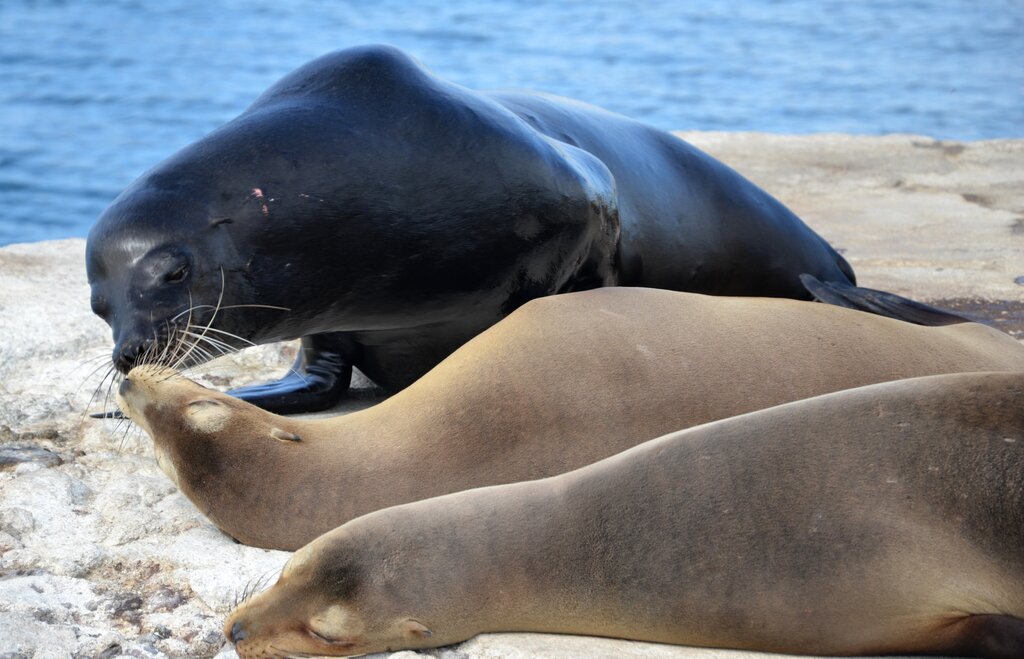Sea lions on Galapagos