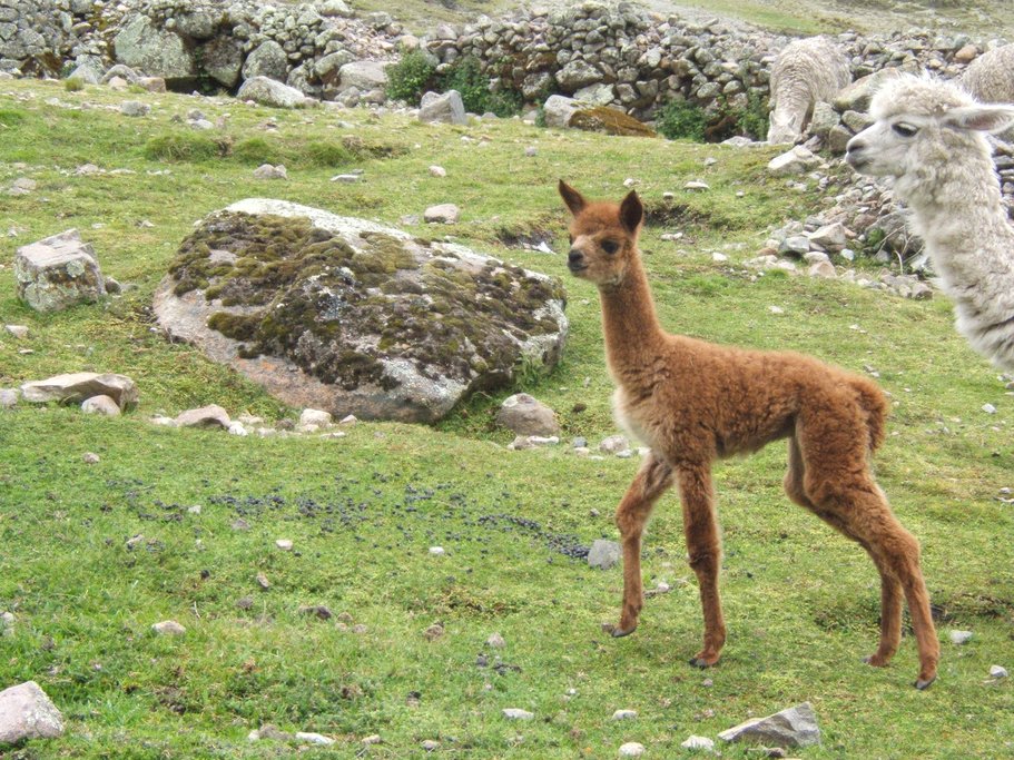 Llamas and alpacas on the path to Chari