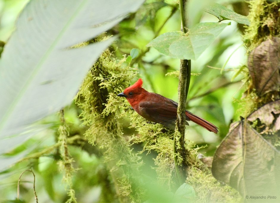 Crested Ant-Tanager